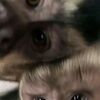 kennethjaylin5